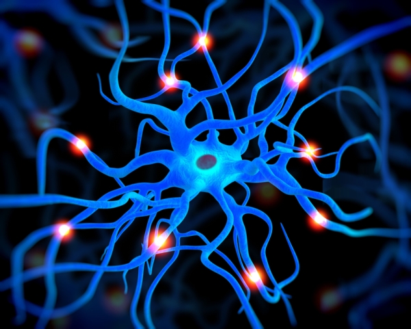 Cientistas dos EUA criam ‘minicérebro’ em laboratório